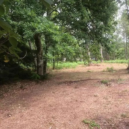 En Pleine Foret Sainte-Helene (Gironde)