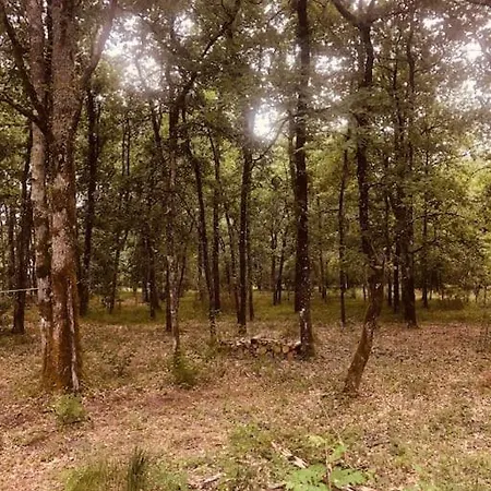 En Pleine Foret